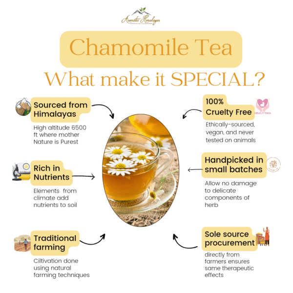 Chamomile - Image 3